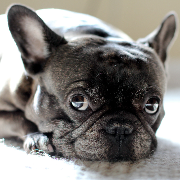 В Борисове женщина украла французского бульдога у своих знакомых