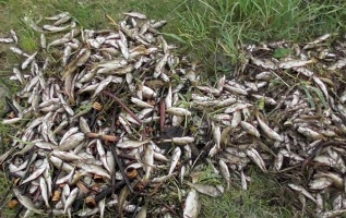 Госинспекция разбирается: мор рыбы произошел на нескольких водоемах Беларуси Госинспекция разбирается: мор рыбы произошел на нескольких водоемах Беларуси