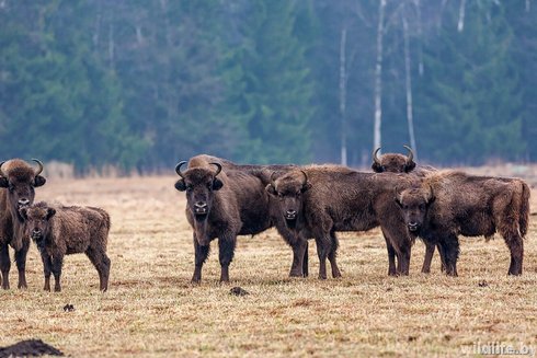 В Беловежской пуще учтено 730 зубров