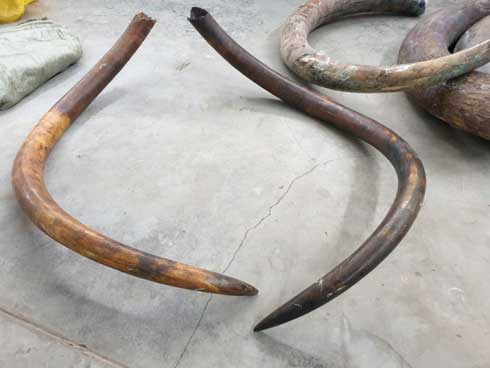 Бивни мамонта пытались незаконно ввезти в Беларусь Бивни мамонта пытались незаконно ввезти в Беларусь