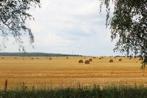 Абудзілася хлебная ніва, сустракае камбайнаў гулам...