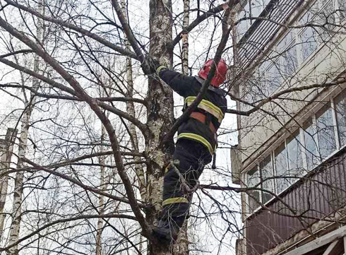 Фотофакт. Вилейские спасатели снова снимали кота с дерева