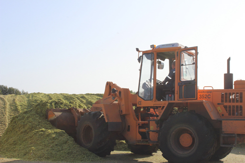 Аграрии Беларуси заготовили почти 30% сенажа