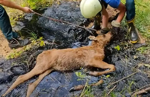 В Докшицком районе спасли лосёнка, который упал в битум (ВИДЕО)