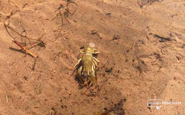 На Вилейском водохранилище замечены раки