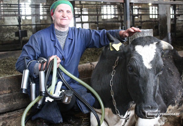 За дояркой Еленой Савчиц на ферме закреплено 50 коров. К каждой – подход индивидуальный