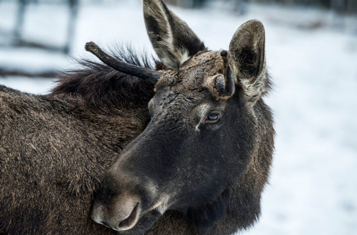Собрали список мест, где водители встречали лосей на дороге этой зимой