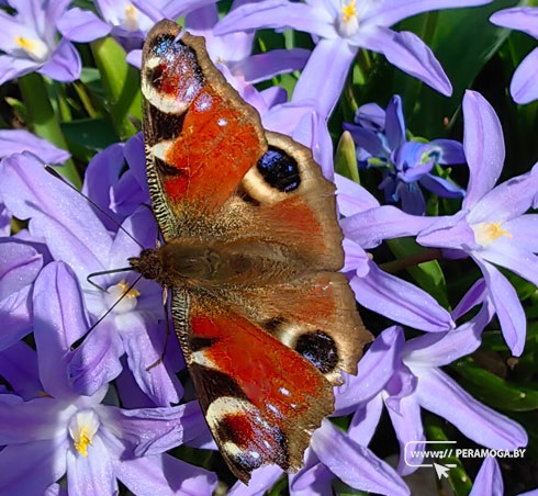 "ШП" проводит фотоконкурс "Весна в твоём объективе"