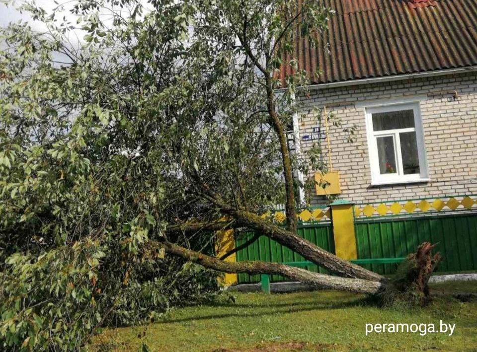 Сильный ветер повалил деревья в Вилейке