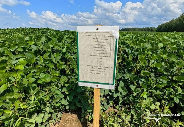 Уникальное поле нашли в Вилейском районе