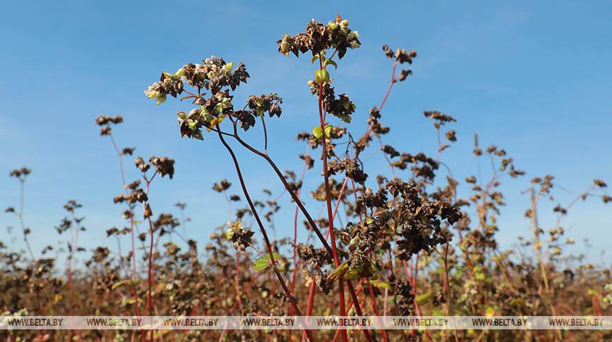 В Беларуси намолочено почти 45 тыс. тонн гречихи