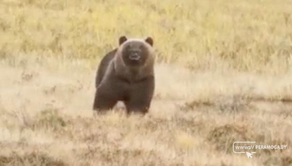 Этого косолапого видели в Вилейском районе (ВИДЕО)