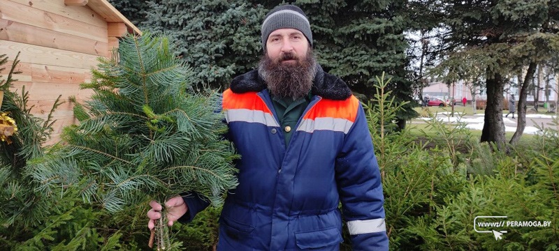 Узнали, сколько живых елей купили вилейчане на елочных базарах и какие самые ходовые