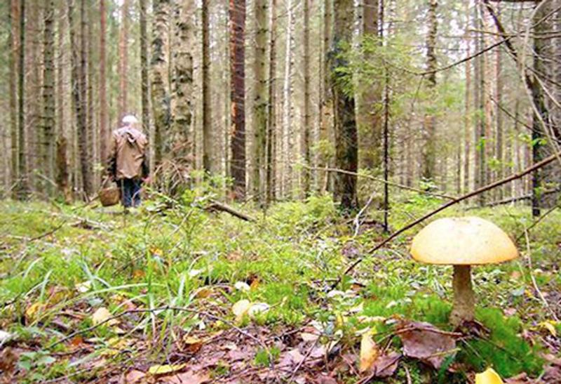 Ушли в лес и не вернулись. В отделе уголовного розыска рассказали, сколько человек в Вилейском районе остаются без вести пропавшими