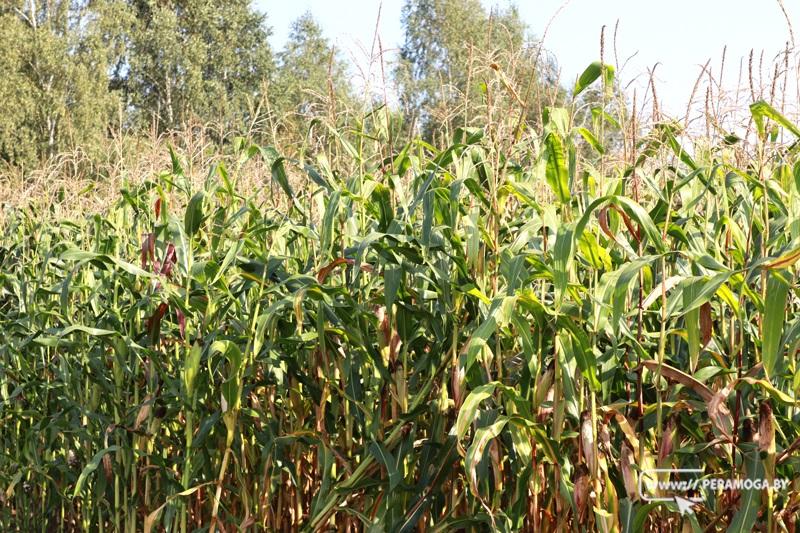 Белорусские аграрии намолотили 9 миллионов 463 тысяч тонн зерна вместе с рапсом и кукурузой