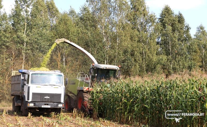 Вилейские аграрии не дремлют. Рассказываем о насущном – уборке кукурузы и не только