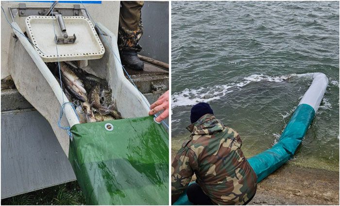 Около 9 тонн рыбы выпущено в водоемы страны