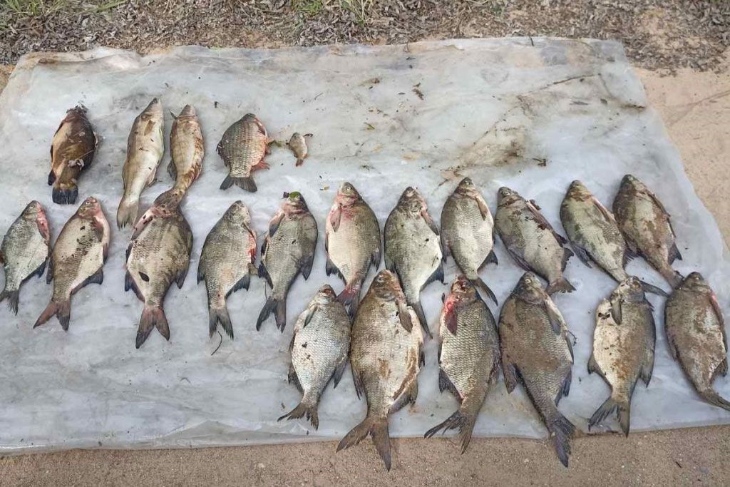 Житель Вилейского района занимался браконьерством в период нереста. Заведено уголовное дело