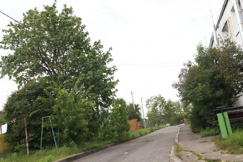 Там, дзе клён шуміць…