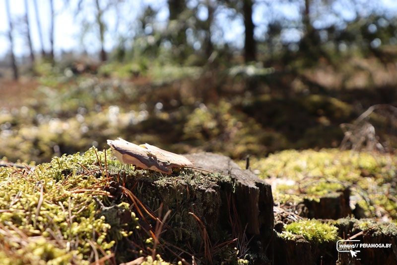 Вилейский опытный лесхоз: валежник в лесу – не мусор