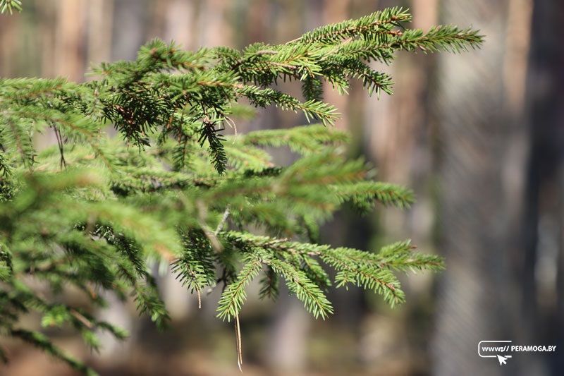 За прошедшую неделю работники лесного хозяйства ликвидировали 24 возгорания в лесах