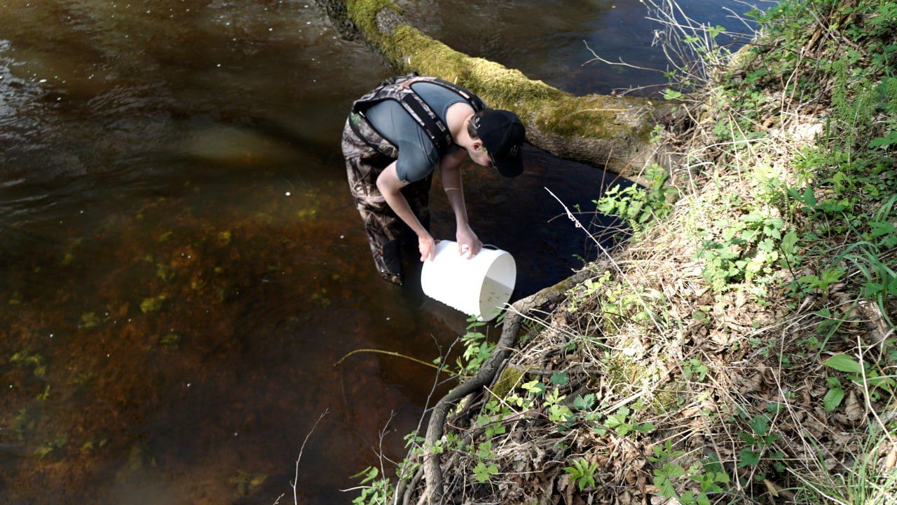 Реку Нарочанка в Вилейском районе зарыбили молодью рыбы семейства лососевых
