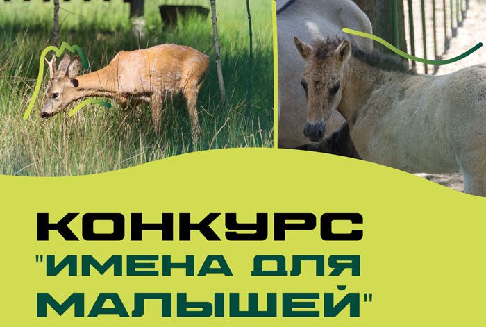 Беловежская пуща объявила конкурс имен для новорожденных животных. Среди них есть зубрёнок