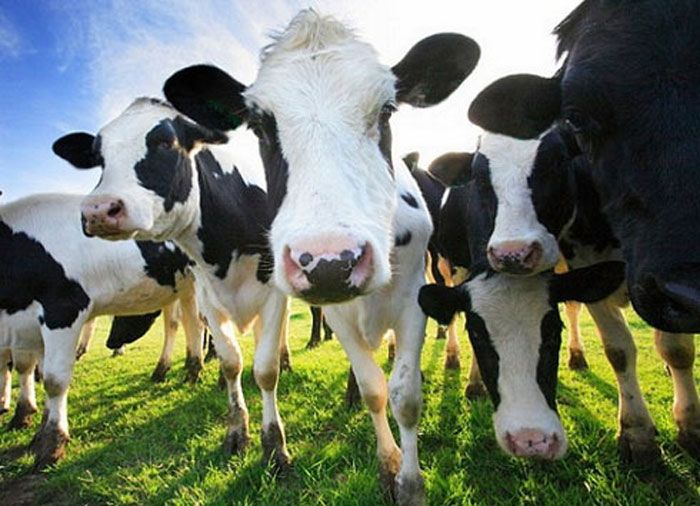 В январе-мае 2025 года в Вилейском районе произведено более 31,4 тыс. тонн молока