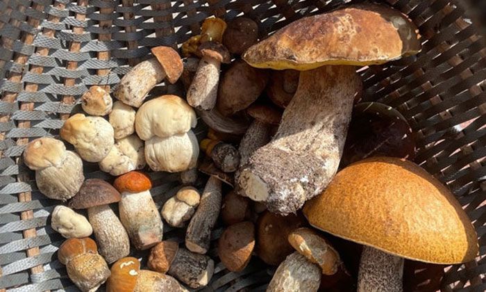 Грибники делятся снимками боровиков и не только, собранных в Вилейском районе