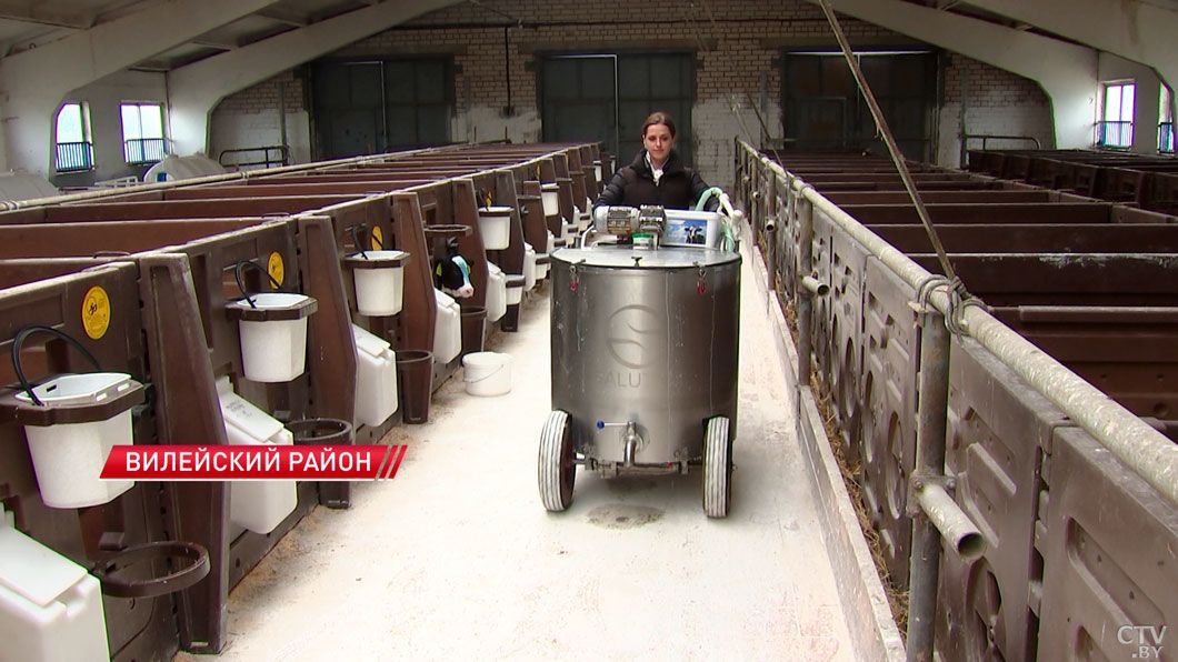 Какие технологии применяют животноводы в Вилейском районе и как это отражается на продуктивности «белого золота»?