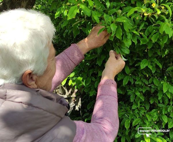 Гумми, инжир, кизил, голубика. Что еще вилейчанка выращивает у себя в огороде?