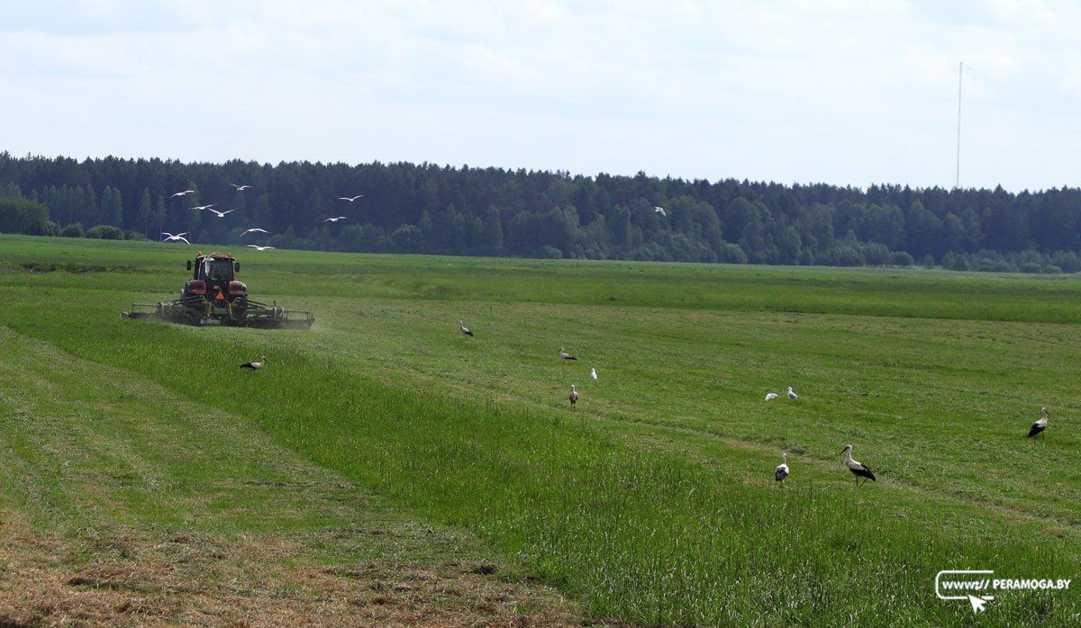 В Беларуси заготовка кормов движется динамично: травы скошены почти на 80% площадей