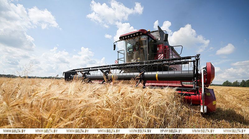 В Беларуси намолотили первый миллион тонн зерна