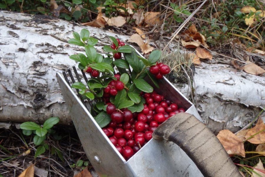 Правильно ли вы пользуетесь ручным «комбайном» при сборе ягод в лесу?