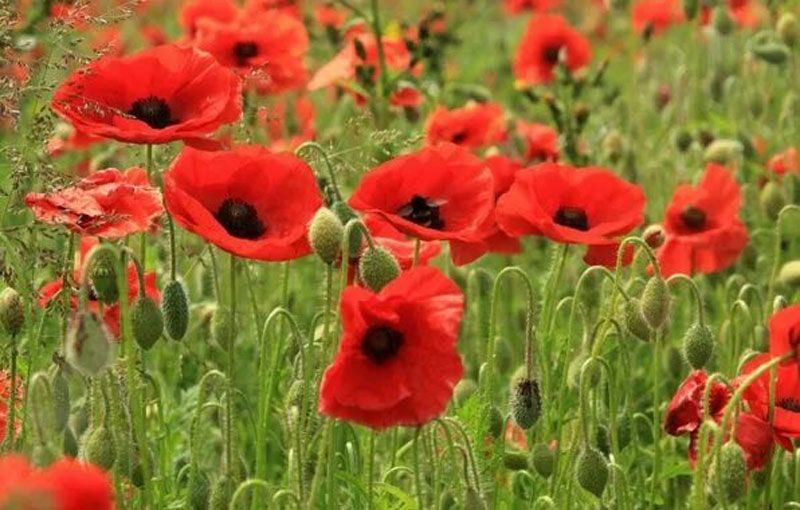 Накажут ли за мак в огороде? Отвечает участковый