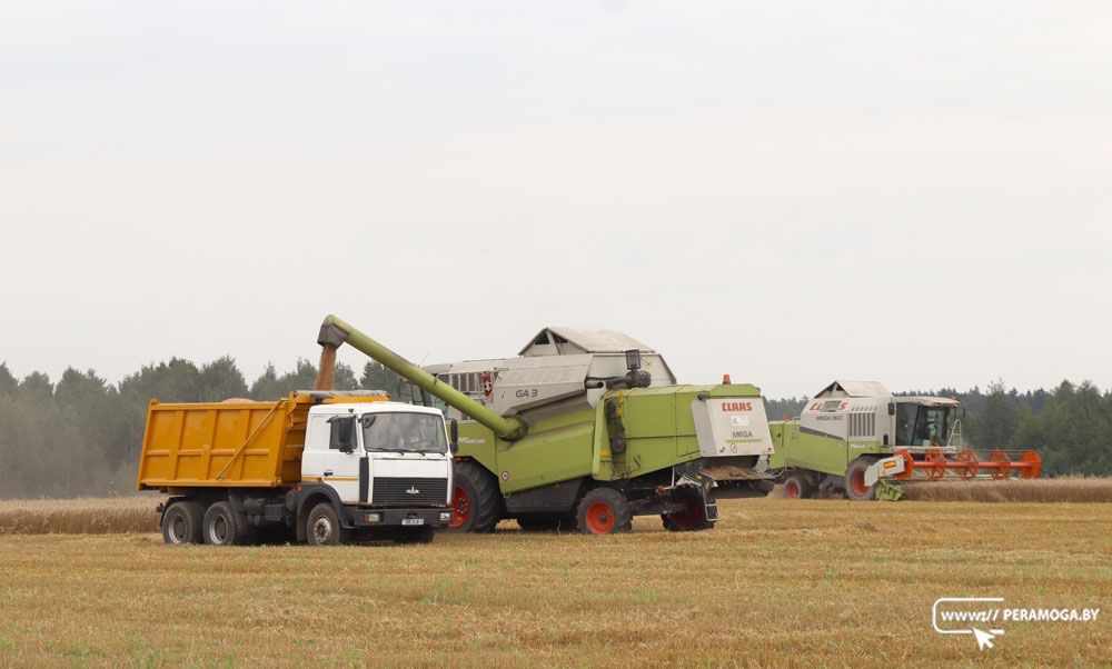 Свыше 8,9 млн тонн зерна намолотили в Беларуси