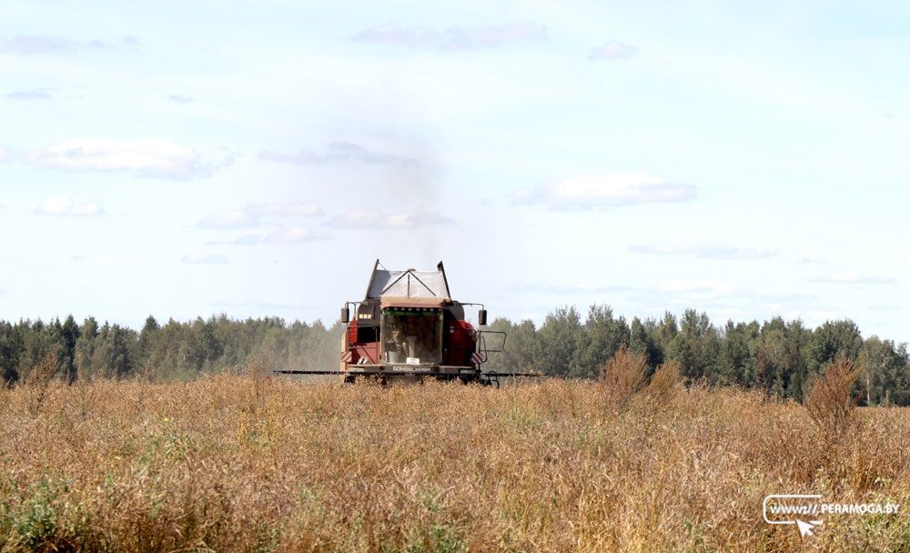 Более 9,2 млн тонн зерна с рапсом и кукурузой намолочено в Беларуси