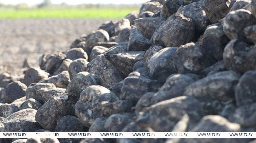 Свыше 1,5 млн тонн сахарной свеклы накопали в Беларуси