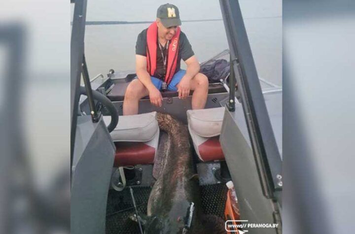 поймал крупного сома