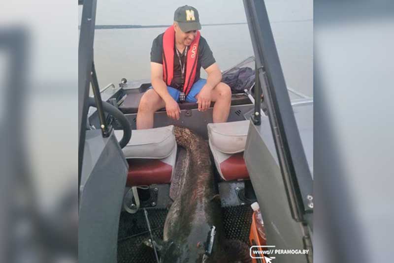 Житель Вилейки поймал сома весом 44 кг и длиною почти два метра