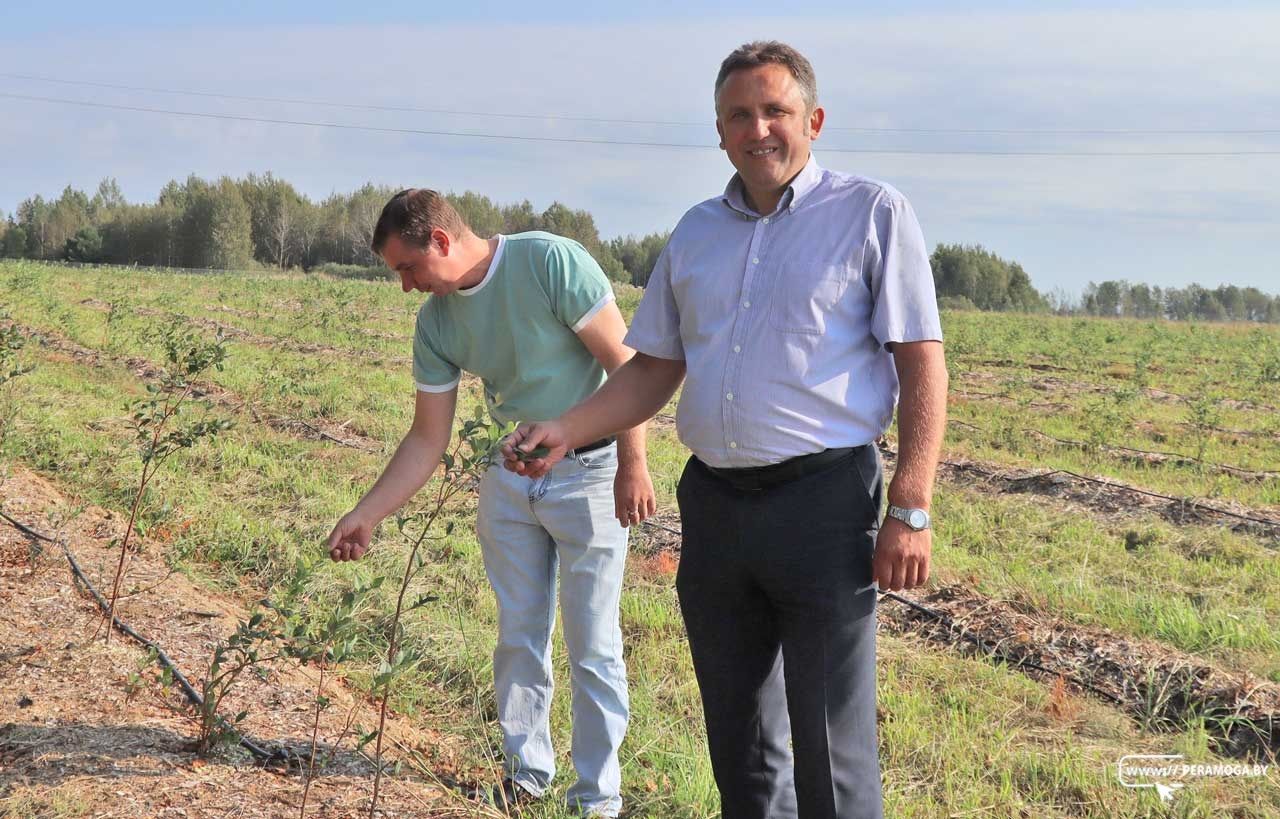 «ВилейкаТопливо» реализует проект по выращиванию голубики: высажено более 2 тыс. ягодных кустов 