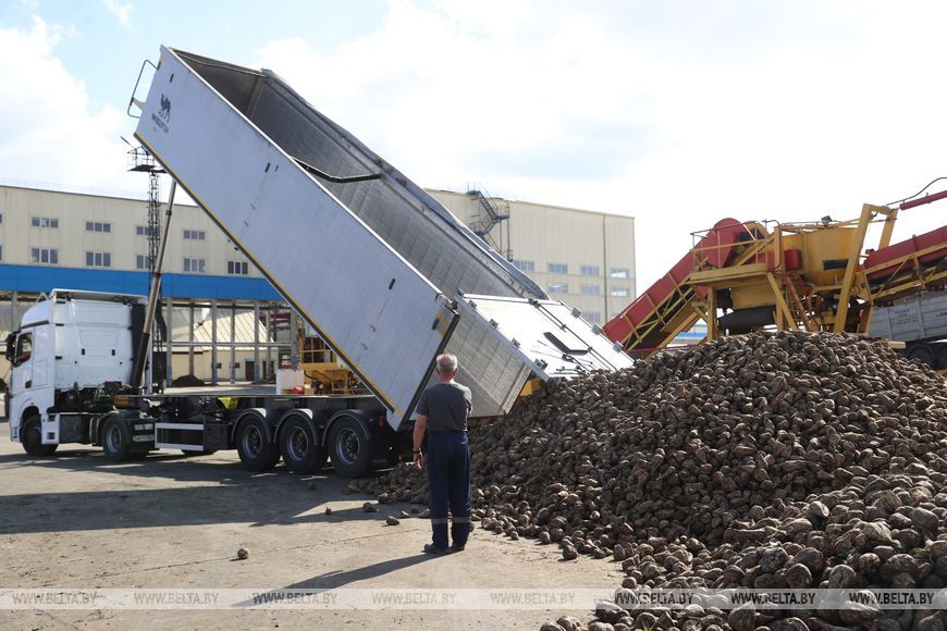 Жабинковский сахарный завод планирует получить около 150 тыс. тонн сахара из свеклы нового урожая