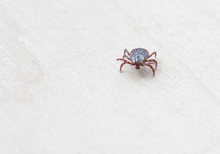 Более 30 человек в Вилейском районе обратились за медпомощью из-за укусов клещей