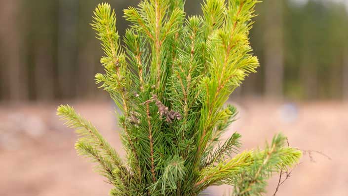 В Беларуси в октябре пройдет акция «Дай лесу новае жыццё!»