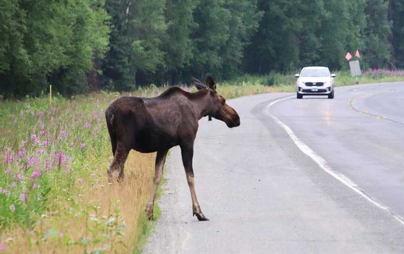 На дорогу выбегает лось… Что рекомендуют водителям