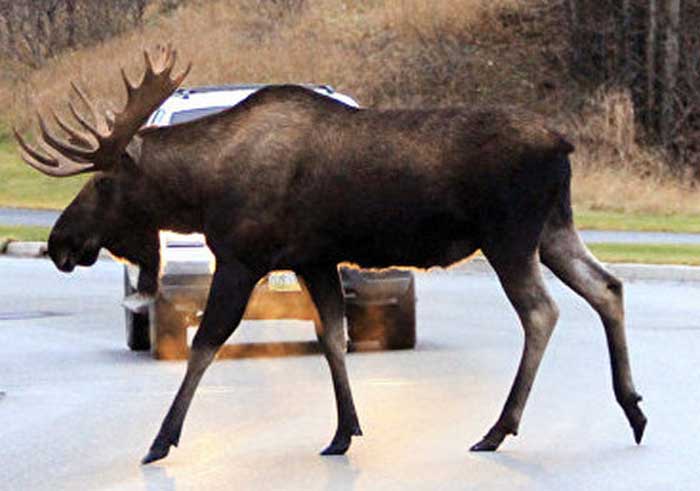 Более 3,3 тыс. ДТП с участием диких животных произошло в Беларуси за январь-август