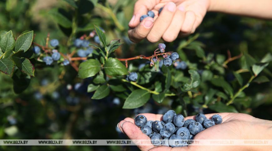 Белорусскую голубику могут начать массово выращивать на севере России