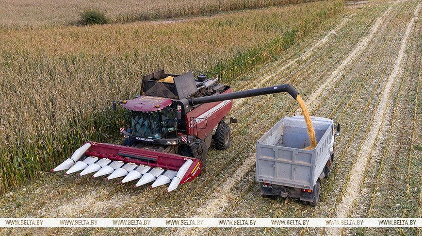 Свыше 10,1 млн тонн зерна с рапсом и кукурузой намолотили в Беларуси