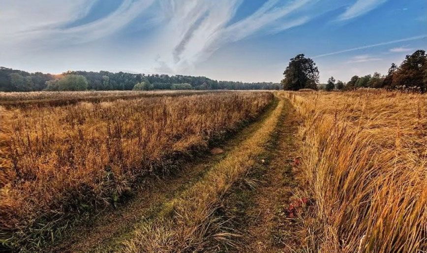 Белгидромет: дожди будут поддерживать хорошую влагообеспеченность озимых культур