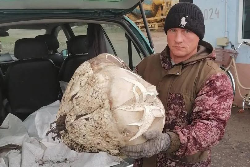 В Беларуси нашли огромный гриб-дождевик весом почти 10 кг